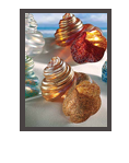 Glass Shell Paperweights